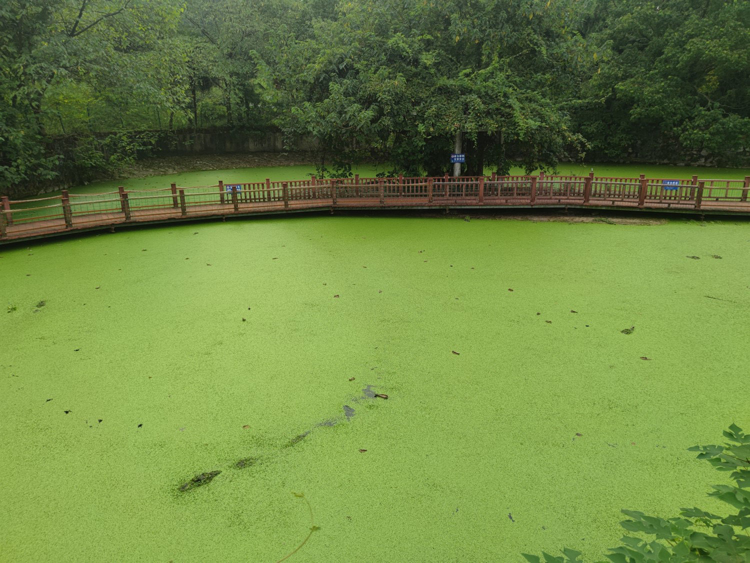 “鳄鱼湖”