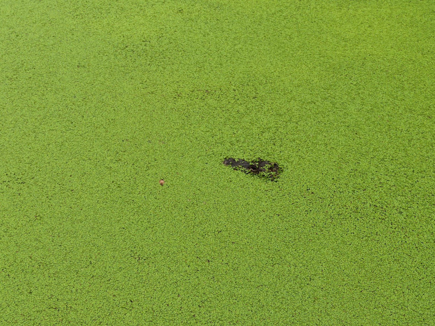 “鳄鱼湖”